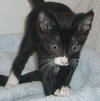 Titus the Kitten