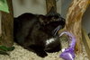 Roxie