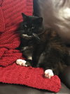 Roxie
