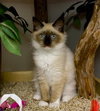 Artemis