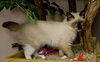 Artemis