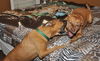 Autumn the Toy-Loving and Playful Girl