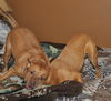 Autumn the Toy-Loving and Playful Girl