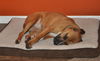 Autumn the Toy-Loving and Playful Girl