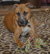 Autumn the Toy-Loving and Playful Girl