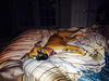 Autumn the Toy-Loving and Playful Girl