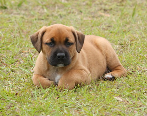 Alfalfa the Puppy