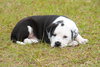 Petey