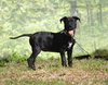 Liddy