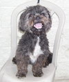 Kelly the Perfect Shih Tzu