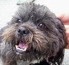 Kelly the Perfect Shih Tzu