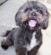 Kelly the Perfect Shih Tzu