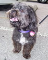 Kelly the Perfect Shih Tzu