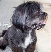 Kelly the Perfect Shih Tzu