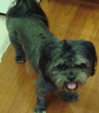 Kelly the Perfect Shih Tzu
