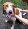 Amy the Beagle