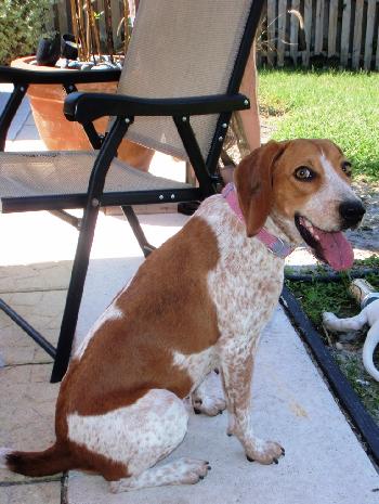 Amy the Beagle