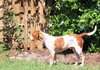 Amy the Beagle