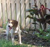 Amy the Beagle