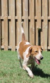 Amy the Beagle
