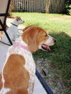 Amy the Beagle