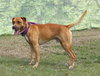 Kobe the Boxer Mix
