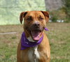 Kobe the Boxer Mix