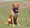 Kobe the Boxer Mix
