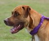 Kobe the Boxer Mix