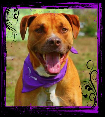 Kobe the Boxer Mix