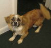 Petey the Pekingese Shepherd