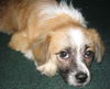 Petey the Pekingese Shepherd