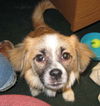 Petey the Pekingese Shepherd