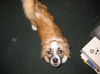 Petey the Pekingese Shepherd