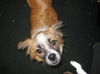 Petey the Pekingese Shepherd
