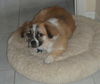 Petey the Pekingese Shepherd