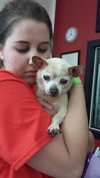 Helen Keller the Senior Chihuahua
