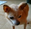Helen Keller the Senior Chihuahua