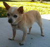 Helen Keller the Senior Chihuahua