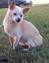 Helen Keller the Senior Chihuahua