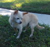 Helen Keller the Senior Chihuahua