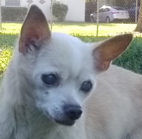 Helen Keller the Senior Chihuahua