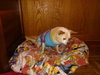 Helen Keller the Senior Chihuahua