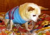Helen Keller the Senior Chihuahua