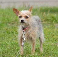 Wire sales hair chihuahua