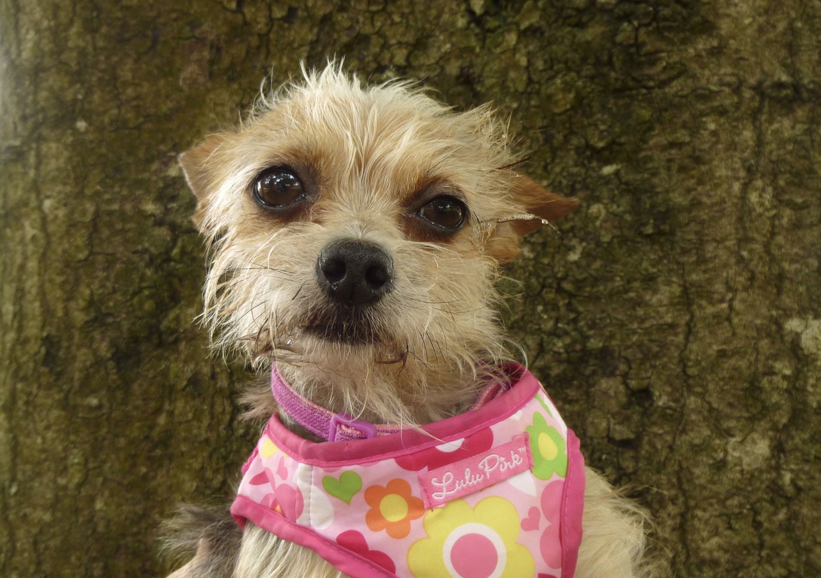 Wire haired terrier sales chihuahua