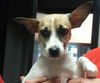 Tootsie the Sweet and Trained  Girl