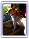 Tootsie the Sweet and Trained  Girl