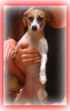 Tootsie the Sweet and Trained  Girl