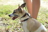 Tootsie the Sweet and Trained  Girl